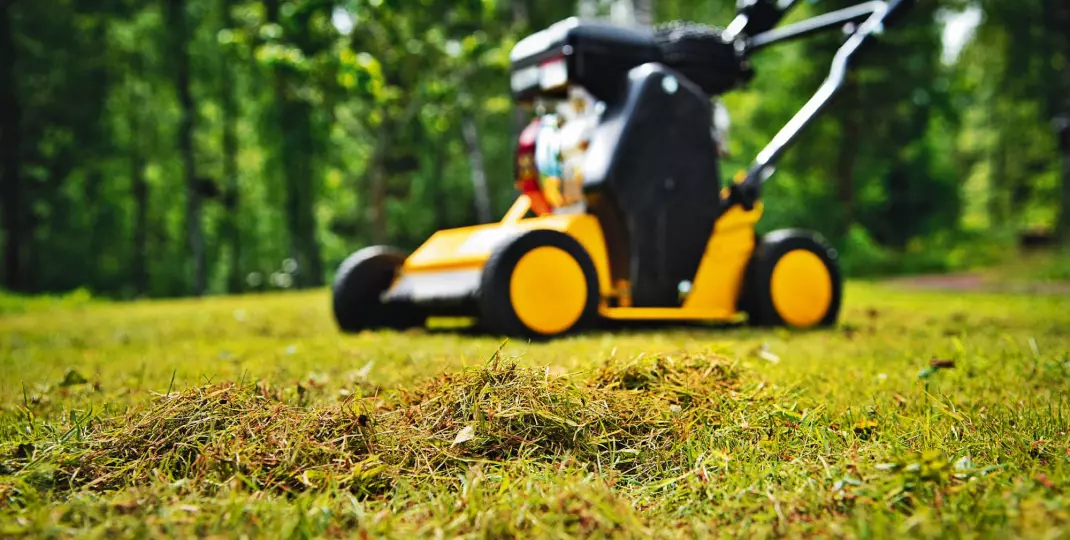 Jak zregenerować przesuszony trawnik?
